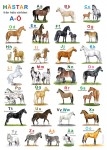 Hästar ABC Affisch 